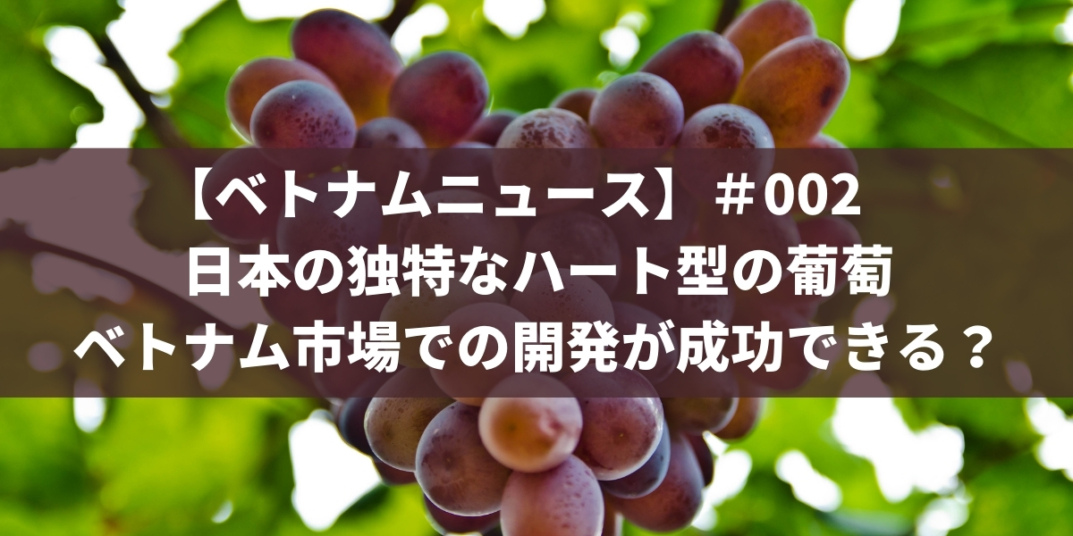 【ベトナムニュース】＃002　ベトナムに輸出する日本の可愛いハート型の葡萄（ぶどう）！